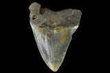 3.08" Fossil Megalodon Tooth - North Carolina - #130021-1